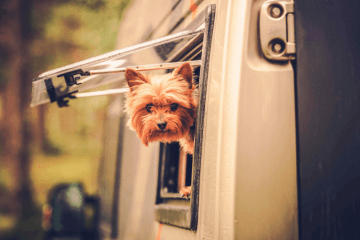 caravanning with pets